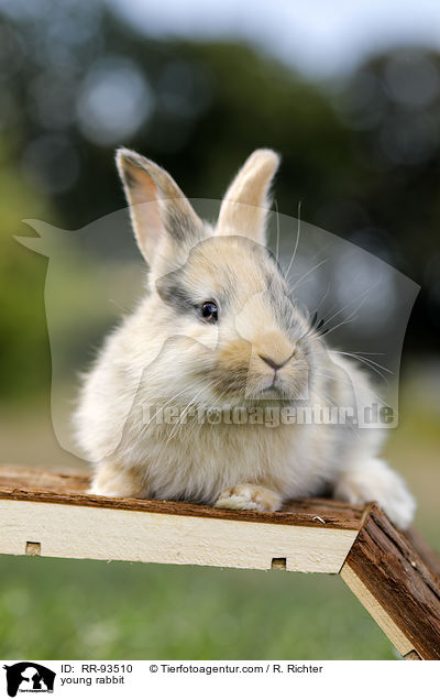 junges Kaninchen / young rabbit / RR-93510