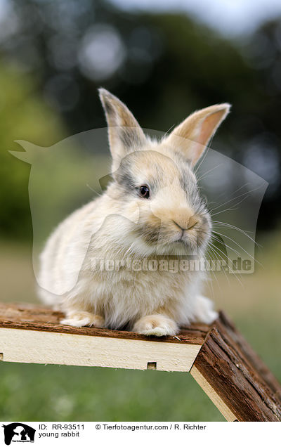junges Kaninchen / young rabbit / RR-93511