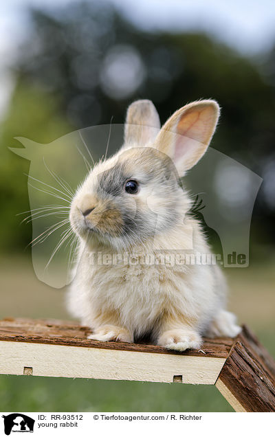 junges Kaninchen / young rabbit / RR-93512