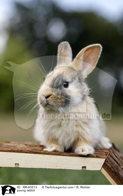 junges Kaninchen / young rabbit / RR-93513