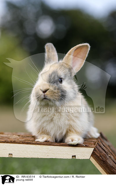 junges Kaninchen / young rabbit / RR-93514