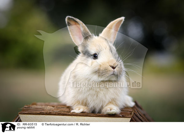 junges Kaninchen / young rabbit / RR-93515