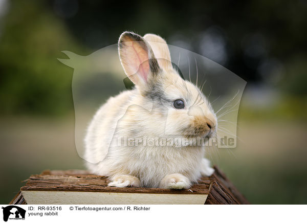 junges Kaninchen / young rabbit / RR-93516