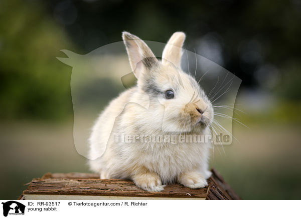 junges Kaninchen / young rabbit / RR-93517
