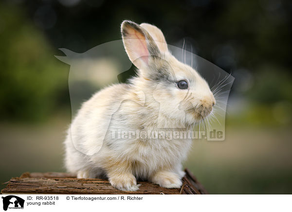 junges Kaninchen / young rabbit / RR-93518
