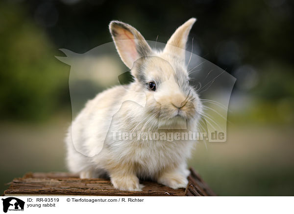 junges Kaninchen / young rabbit / RR-93519