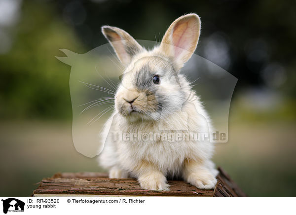 junges Kaninchen / young rabbit / RR-93520