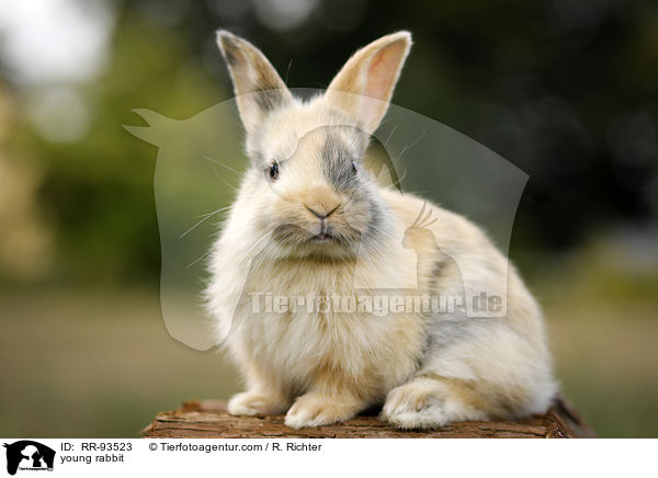junges Kaninchen / young rabbit / RR-93523