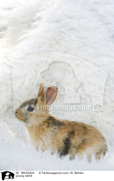 junges Kaninchen / young rabbit / RR-93524