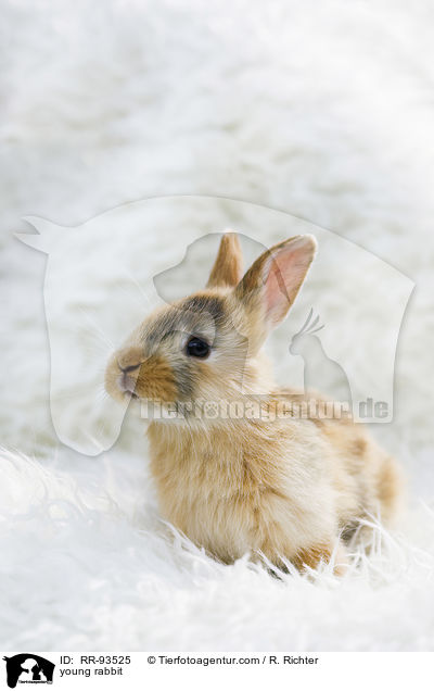 junges Kaninchen / young rabbit / RR-93525