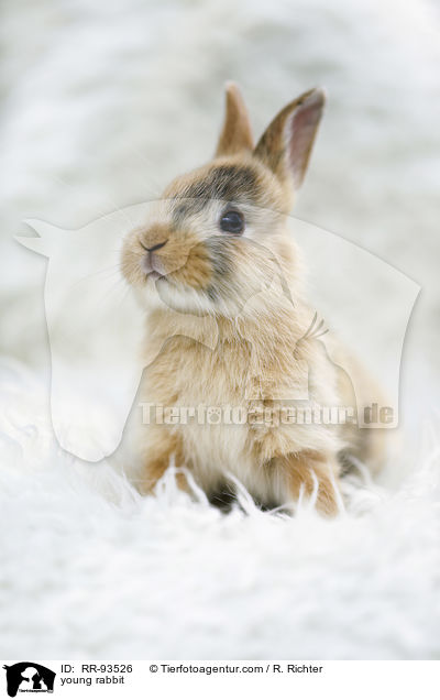 junges Kaninchen / young rabbit / RR-93526
