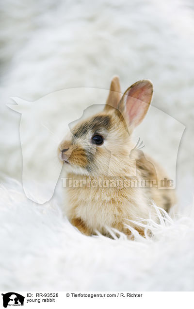 junges Kaninchen / young rabbit / RR-93528