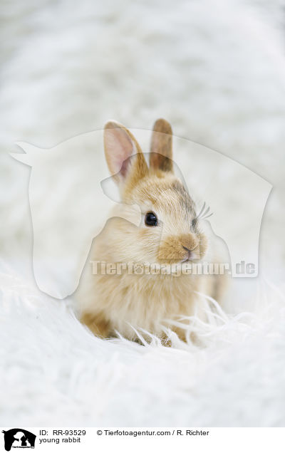 junges Kaninchen / young rabbit / RR-93529