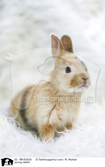 junges Kaninchen / young rabbit / RR-93530