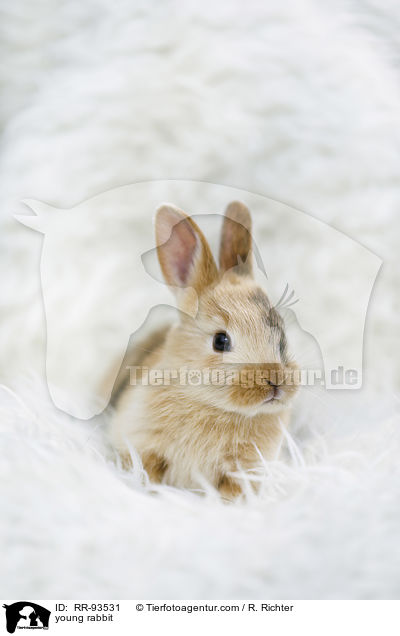 junges Kaninchen / young rabbit / RR-93531