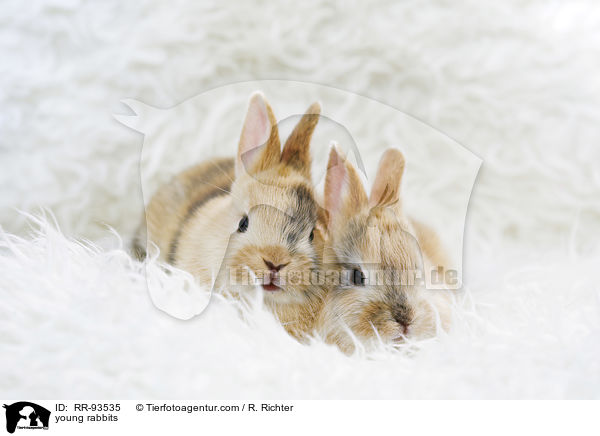junge Kaninchen / young rabbits / RR-93535