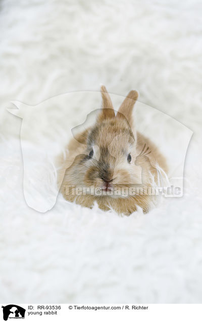 junges Kaninchen / young rabbit / RR-93536