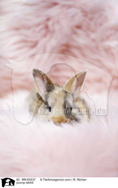 junges Kaninchen / young rabbit / RR-93537