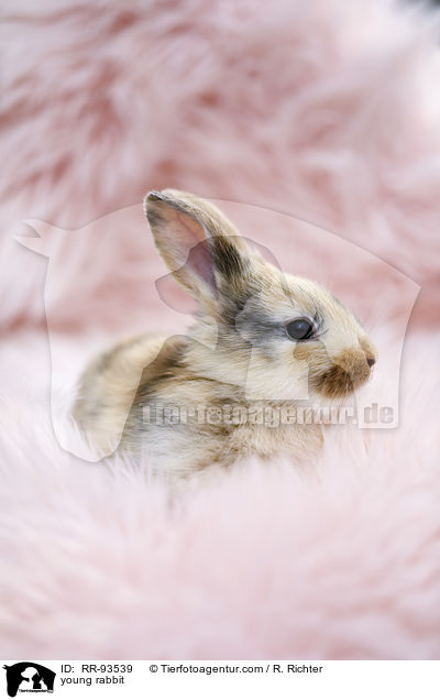 junges Kaninchen / young rabbit / RR-93539