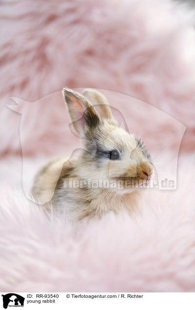 junges Kaninchen / young rabbit / RR-93540