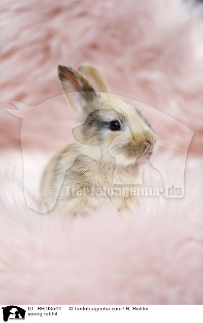 junges Kaninchen / young rabbit / RR-93544