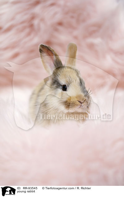 junges Kaninchen / young rabbit / RR-93545