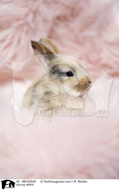 junges Kaninchen / young rabbit / RR-93546
