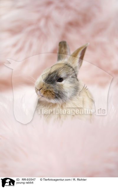 junges Kaninchen / young rabbit / RR-93547
