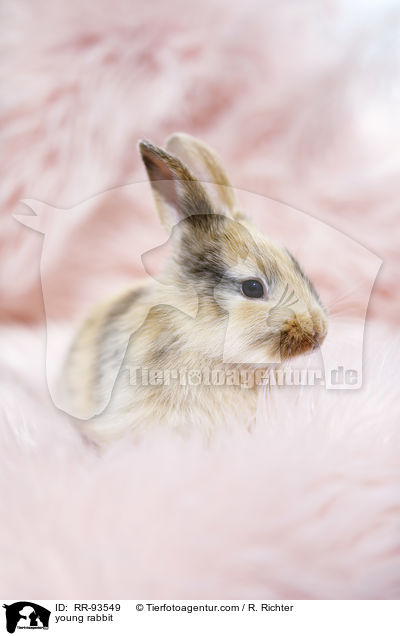 junges Kaninchen / young rabbit / RR-93549