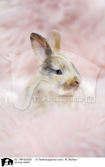 junges Kaninchen / young rabbit / RR-93550