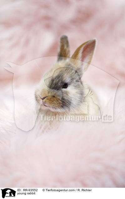 junges Kaninchen / young rabbit / RR-93552