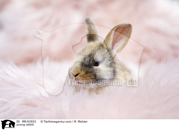 junges Kaninchen / young rabbit / RR-93553