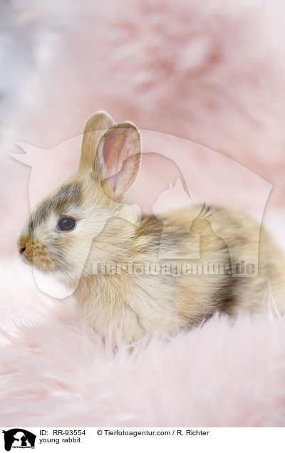 junges Kaninchen / young rabbit / RR-93554