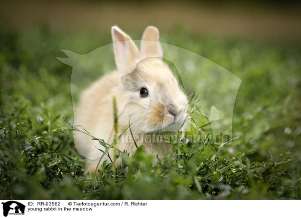 junges Kaninchen auf der Wiese / young rabbit in the meadow / RR-93562