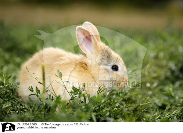 junges Kaninchen auf der Wiese / young rabbit in the meadow / RR-93563