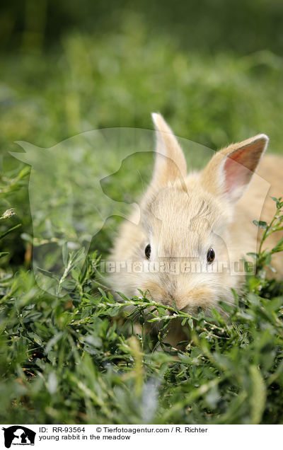 junges Kaninchen auf der Wiese / young rabbit in the meadow / RR-93564