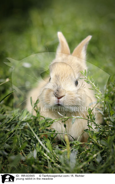 junges Kaninchen auf der Wiese / young rabbit in the meadow / RR-93565