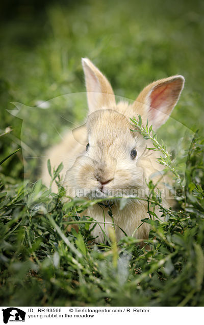 junges Kaninchen auf der Wiese / young rabbit in the meadow / RR-93566