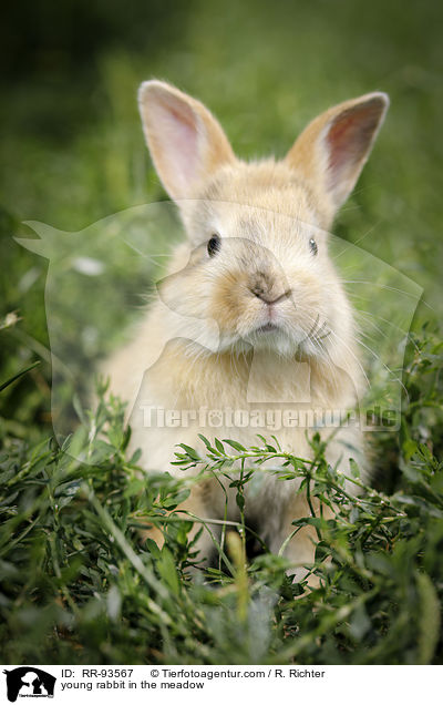 junges Kaninchen auf der Wiese / young rabbit in the meadow / RR-93567