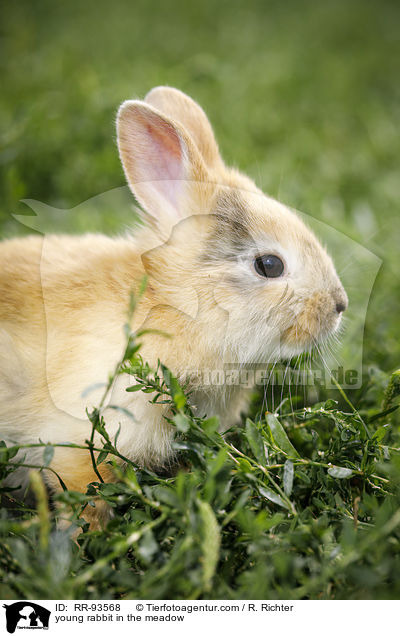 junges Kaninchen auf der Wiese / young rabbit in the meadow / RR-93568