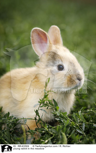 junges Kaninchen auf der Wiese / young rabbit in the meadow / RR-93569