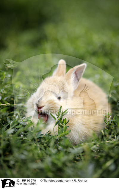 ghnendes Kaninchen / yawning rabbit / RR-93570