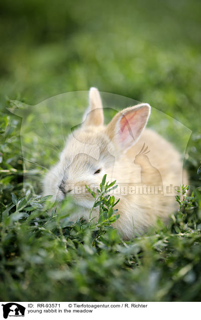 junges Kaninchen auf der Wiese / young rabbit in the meadow / RR-93571