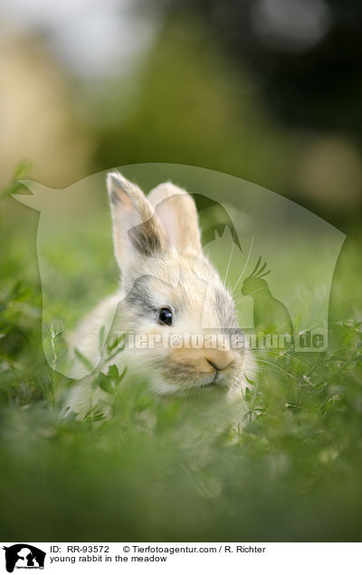 junges Kaninchen auf der Wiese / young rabbit in the meadow / RR-93572