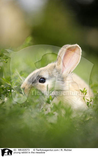 junges Kaninchen auf der Wiese / young rabbit in the meadow / RR-93573
