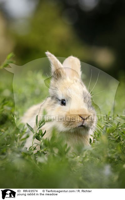 junges Kaninchen auf der Wiese / young rabbit in the meadow / RR-93574