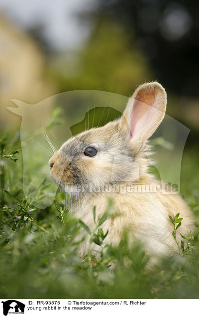junges Kaninchen auf der Wiese / young rabbit in the meadow / RR-93575