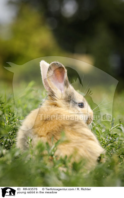 junges Kaninchen auf der Wiese / young rabbit in the meadow / RR-93576