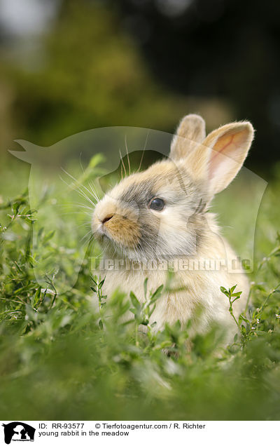 junges Kaninchen auf der Wiese / young rabbit in the meadow / RR-93577