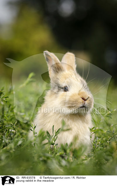 junges Kaninchen auf der Wiese / young rabbit in the meadow / RR-93578